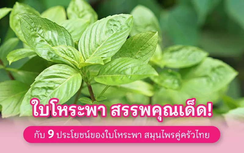 ใบโหระพา สรรพคุณเด็ด! 9 ประโยชน์ของใบโหระพา สมุนไพรคู่ครัวไทย 02